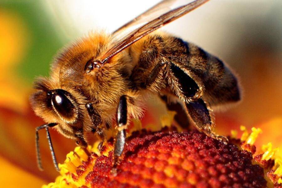 Αποτέλεσμα εικόνας για μέλισσες
